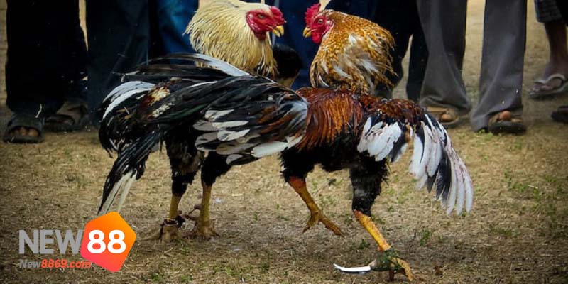 game đá gà cựa sắt